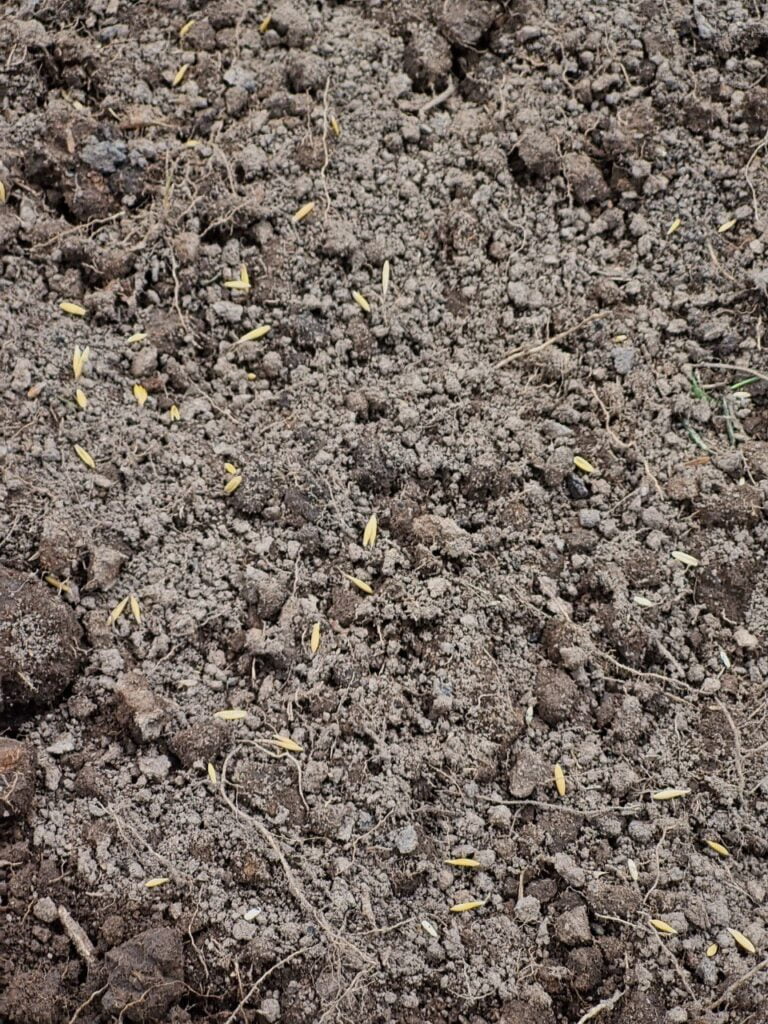 Aveia - 10/04/2024